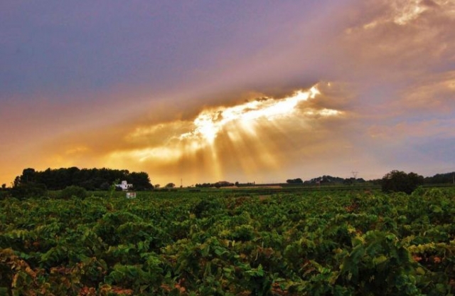 云层间的阳光照亮了一些葡萄园 